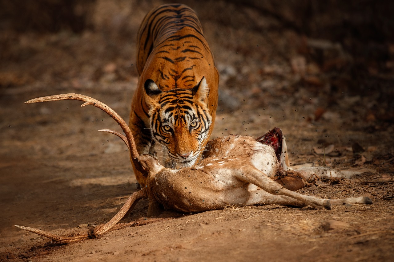 Rajasthan Tour 13N 14D